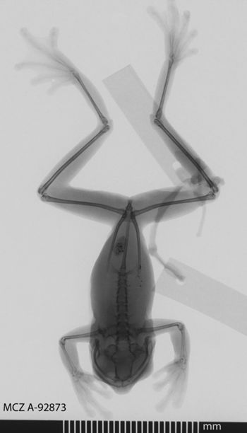 Media type: image;   Herpetology A-92873